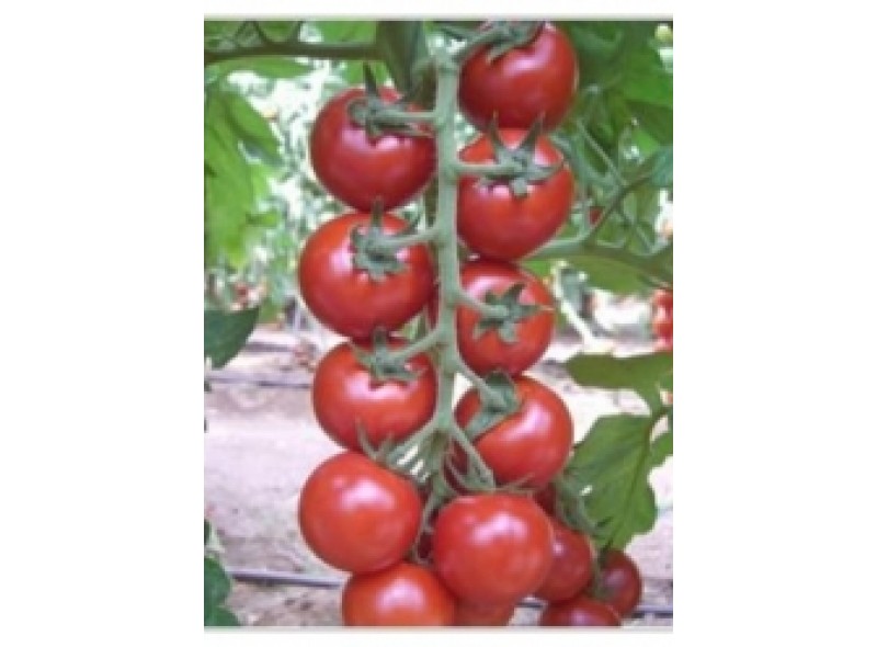 Семена томата Френзи F1 (1000 семян), Lark Seeds, среднеранний, черри