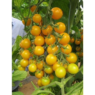 Семена томата Голден Стар F1 (200 семян), Libra Seeds (Erste Zaden), детерминантный, желтый биф