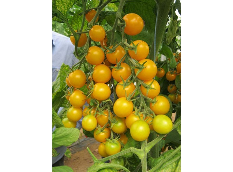 Семена томата Голден Стар F1 (200 семян), Libra Seeds (Erste Zaden), детерминантный, желтый биф Семена томата Голден Стар F1 (200 семян), Libra Seeds (Erste Zaden), детерминантный, желтый биф