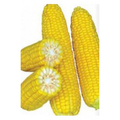 Насіння кукурудзи цукрової GSS 8529 F1 (100 000 насінин), Syngenta