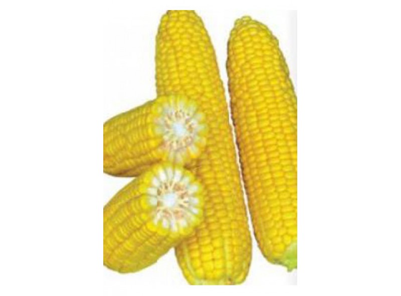 Насіння кукурудзи цукрової GSS 8529 F1 (100 000 насінин), Syngenta Насіння кукурудзи цукрової GSS 8529 F1 (100 000 насінин), Syngenta