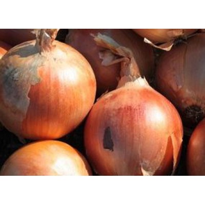 Семена лука Хайденс F1 (250 000 семян), Libra Seeds (Erste Zaden)