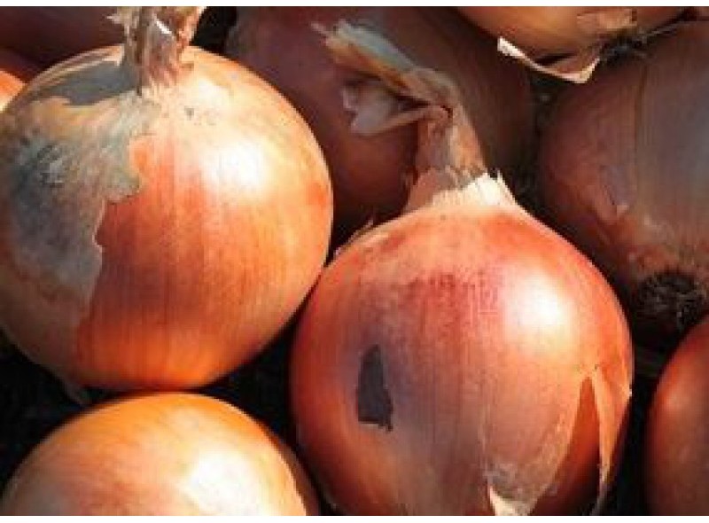Семена лука Хайденс F1 (250 000 семян), Libra Seeds (Erste Zaden)