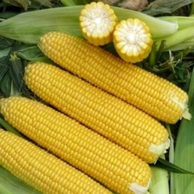 Рапид F1 - семена сахарной кукурузы, 25000 сем., 62 дня, Lark Seeds