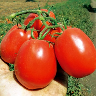 Семена томата Хастлер F1 (№5) (1000 семян), Libra Seeds (Erste Zaden), детерминантный, красный биф