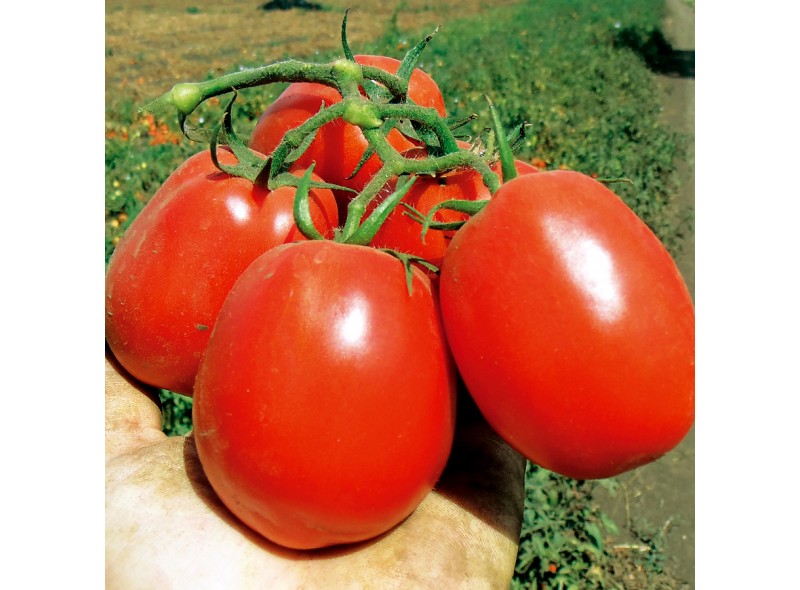 Семена томата Хастлер F1 (№5) (1000 семян), Libra Seeds (Erste Zaden), детерминантный, красный биф Семена томата Хастлер F1 (№5) (1000 семян), Libra Seeds (Erste Zaden), детерминантный, красный биф
