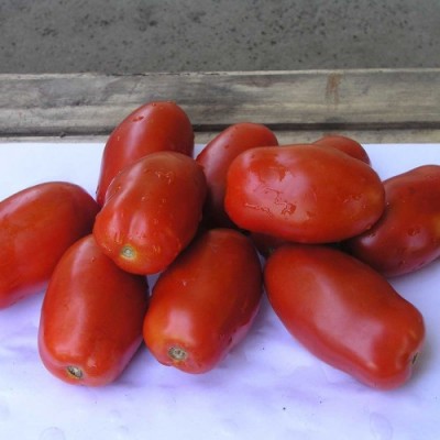 Семена томата Инкас F1 (1000 семян), Nunhems