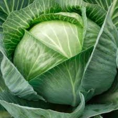 Вирджиния F1 - cемена белокочанной капуcты, 2500 сем., Lark Seeds