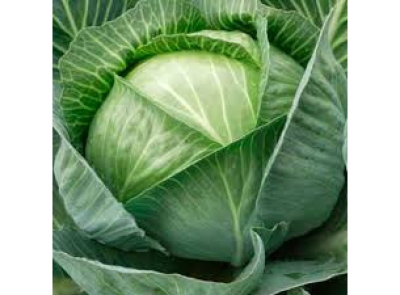Капуста белокочанная КапиталF1 (45 дней) семена калиброванные (1000 нас.) Lark Seeds