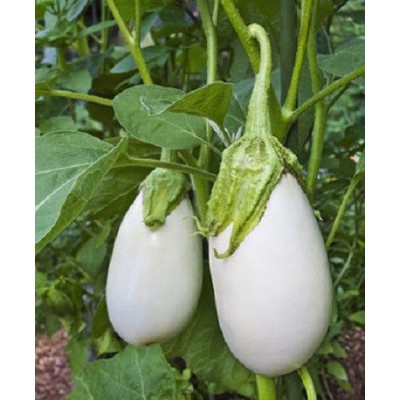 Семена белого баклажана Моби Дик F1 (1000 семян), Libra Seeds (Erste Zaden)