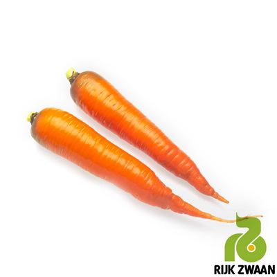 Насіння моркви Каротан/Karotan (250г), Rijk Zwaan