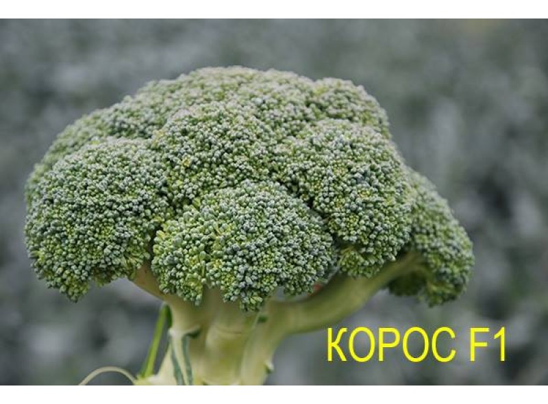 Семена капусты брокколи Корос F1 (2500 семян), Clause