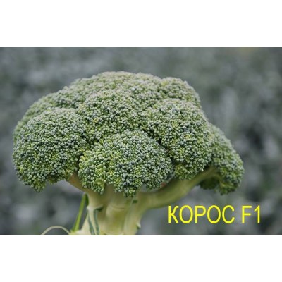 Семена капусты брокколи Корос F1 (1000 семян), Clause