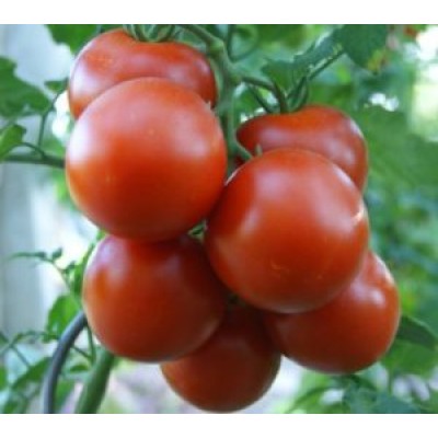 Семена томата Кристал F1 (1г), Clause, индетерминантный