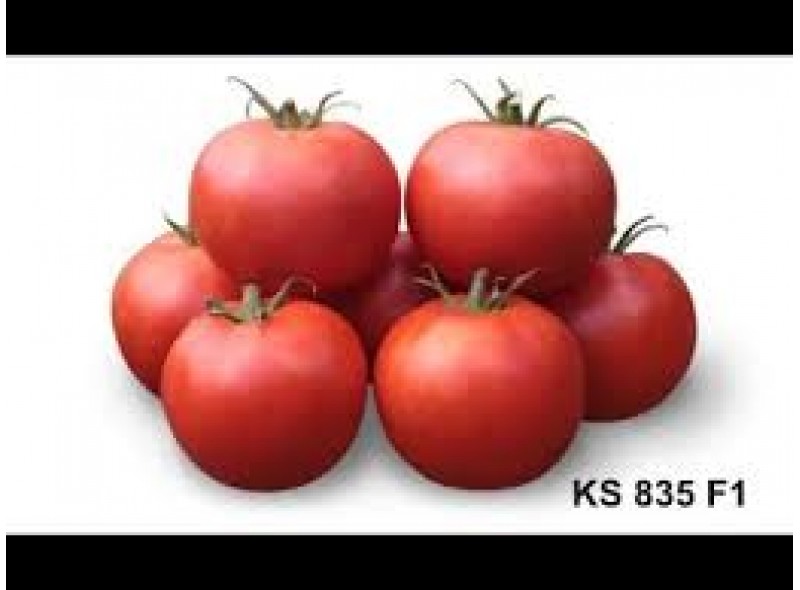 Семена томата Хайд (KS 835 F1) (1000 семян), Kitano, детерминантный