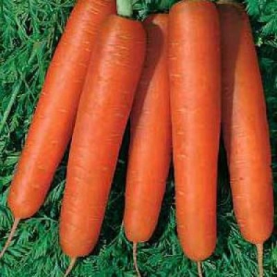 Семена моркови Курода (0,5кг), Lark Seeds