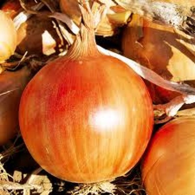 Семена лука Легаси (250 000 семян), Libra Seeds (Erste Zaden)