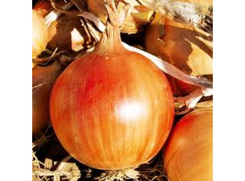 Семена лука Легаси (250 000 семян), Libra Seeds (Erste Zaden)