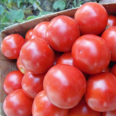 Семена томата Магма F1 (053) (5000 семян), Libra Seeds (Erste Zaden)