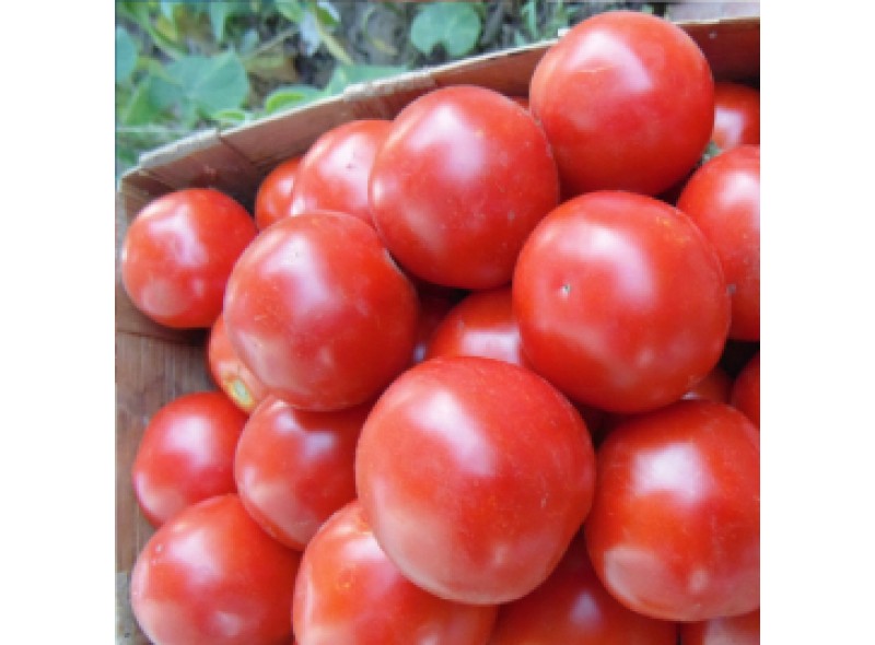 Семена томата Магма F1 (053) (5000 семян), Libra Seeds (Erste Zaden) Семена томата Магма F1 (053) (5000 семян), Libra Seeds (Erste Zaden)