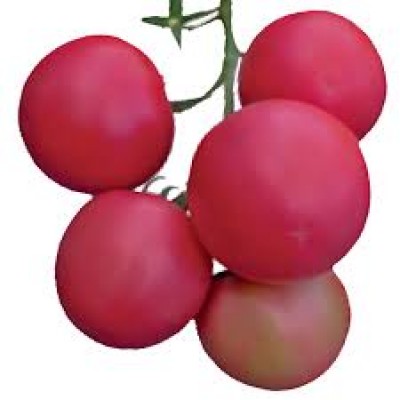 Семена томата розового Мелман F1 (250 семян), Lark Seeds, индетерминантный
