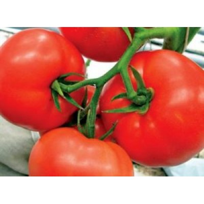 Томат детерминантный Мобил (130 дней) (0,25 кг) Lark Seeds