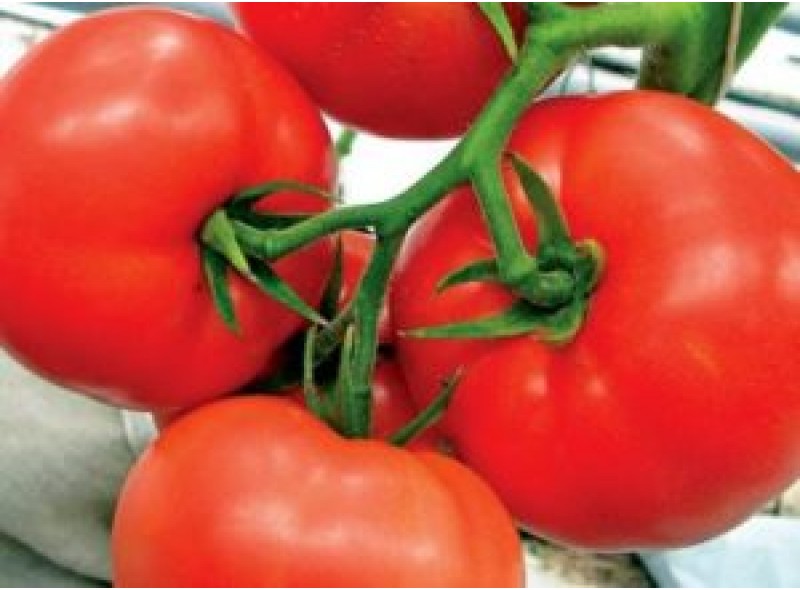 Томат детерминантный Мобил (130 дней) (0,25 кг) Lark Seeds
