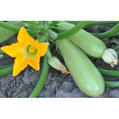 Насіння кабачка Немо F1 (GL-8 F1) (43 дні) (2500с) Lark Seeds