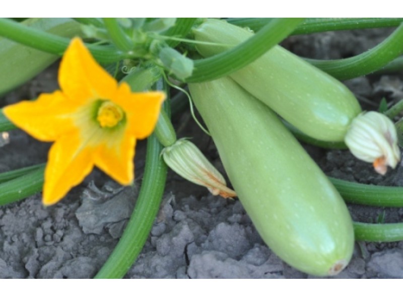 Насіння кабачка Немо F1, (0,5кг), Lark Seeds Насіння кабачка Немо F1, (0,5кг), Lark Seeds