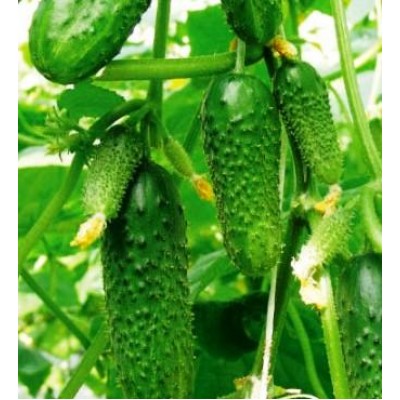 Семена огурца партенокарпического Оптимус F1 (250 с.) Lark Seeds