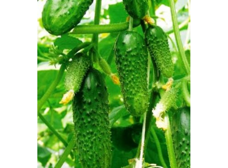 Семена огурца партенокарпического Оптимус F1 (250 с.) Lark Seeds