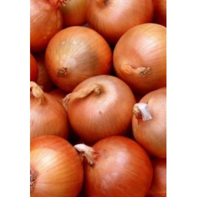 Семена лука Панчер F1 (100 000 семян), Lark Seeds