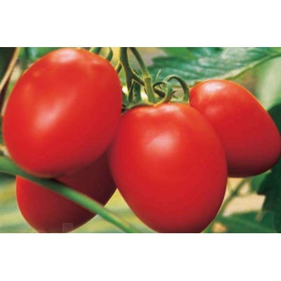 Семена томата детерминантного Платон F1 (116 дней) (10000 семян.) Lark Seeds