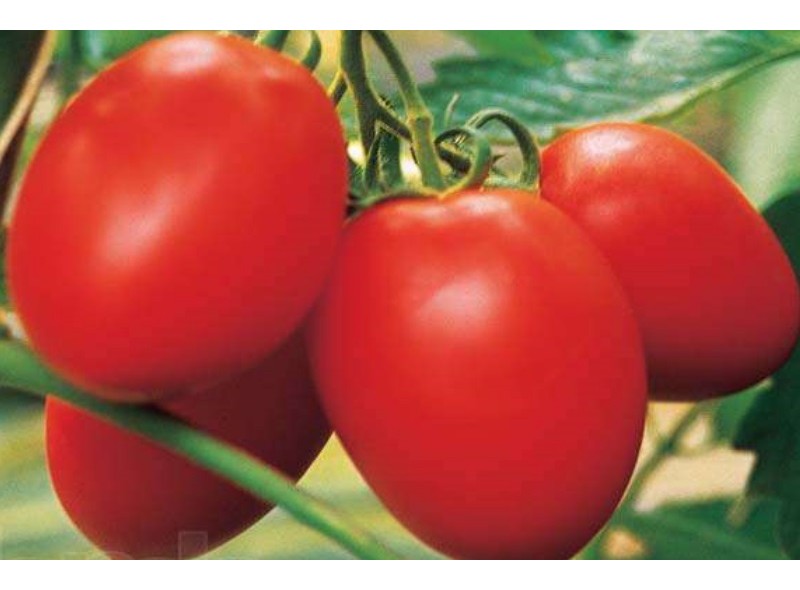 Семена томата детерминантного Платон F1 (116 дней) (10000 семян.) Lark Seeds