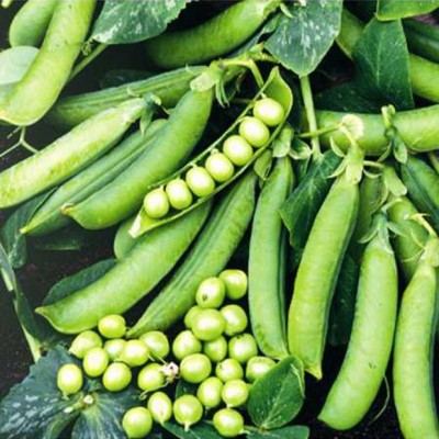 Семена гороха овощного, Преладо, (100000семян), Syngenta, Швейцария