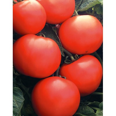Семена томата Прерия F1 (М852) (5000 семян), Libra Seeds (Erste Zaden)