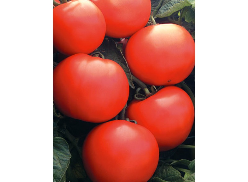Семена томата Прерия F1 (М852) (5000 семян), Libra Seeds (Erste Zaden) Семена томата Прерия F1 (М852) (5000 семян), Libra Seeds (Erste Zaden)
