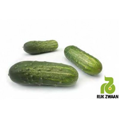 Насіння огірка Пуччіні F1 (10г), Rijk Zwaan, партенокарпічний