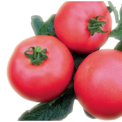 Семена томата Рэдбери F1 (М1) (1000 семян), Libra Seeds (Erste Zaden)