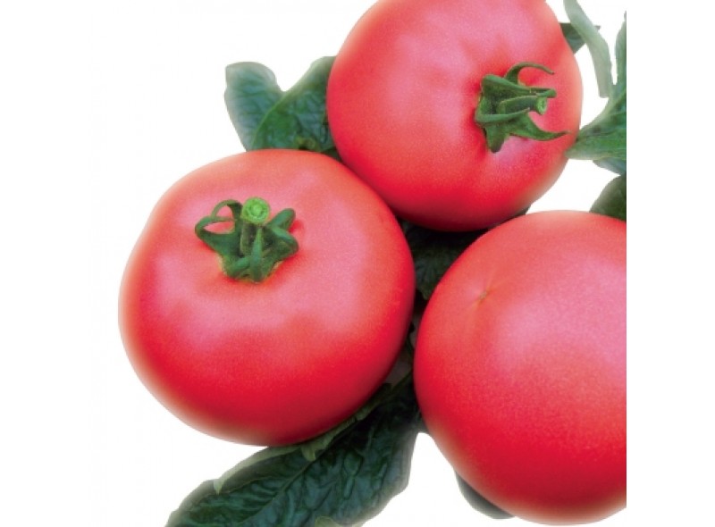 Семена томата Рэдбери F1 (М1) (1000 семян), Libra Seeds (Erste Zaden) Семена томата Рэдбери F1 (М1) (1000 семян), Libra Seeds (Erste Zaden)