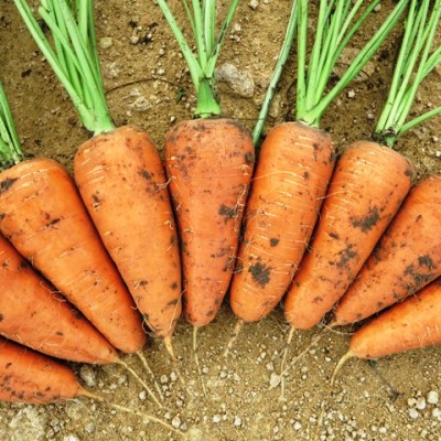 Семена моркови Ред Коред (0,5кг), Lark Seeds