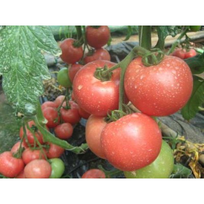 Семена томата красного Ред дрим F1 (500 семян), Libra Seeds (Erste Zaden), индетерминантный