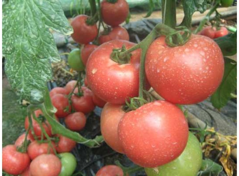 Семена томата красного Ред дрим F1 (500 семян), Libra Seeds (Erste Zaden), индетерминантный