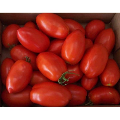 Семена томата детерминантного Рио Гранде (120 дней) сливообразный (0,5 кг) Lark Seeds