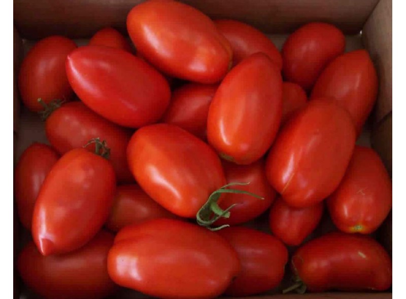 Семена томата детерминантного Рио Гранде (120 дней) сливообразный (0,5 кг) Lark Seeds