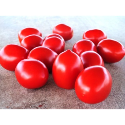 Семена томата Роялти F1 (052) (5000 семян), Erste Zaden