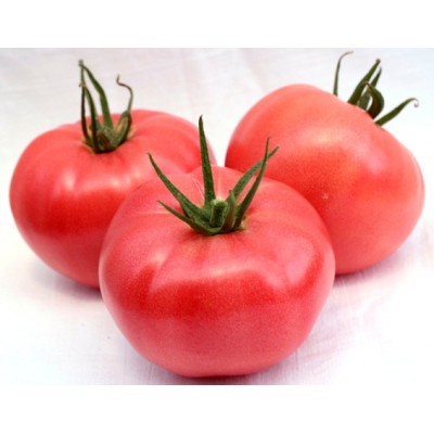 Семена томата Сан Парадайс F1 (М177) (1000 семян), Libra Seeds (Erste Zaden)