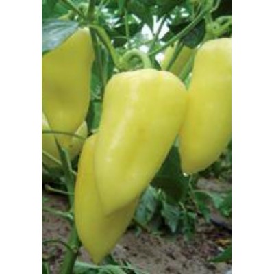 Семена перца сладкого Сан Цецей (5000 семян), Lark Seeds