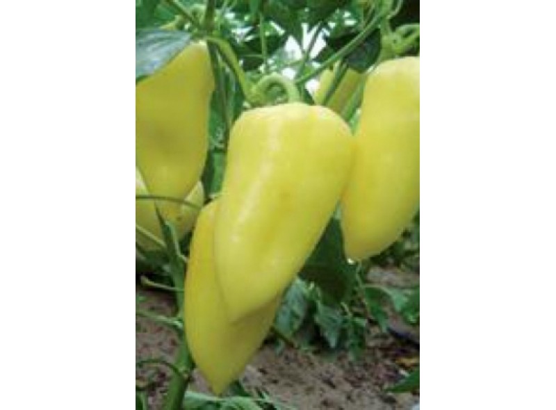 Семена перца сладкого Сан Цецей (5000 семян), Lark Seeds