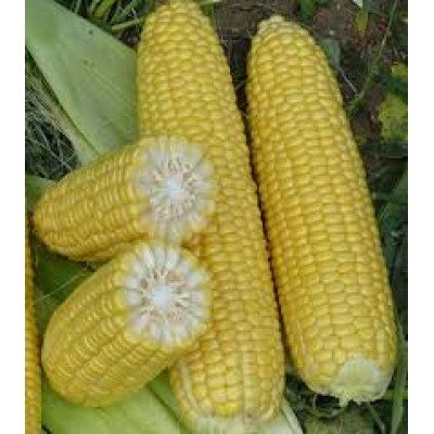 Семена кукурузы сахарной Шамо F1 (2500 семян), Lark Seeds